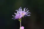 Roughleaf blazing star <BR>Tall blazing star